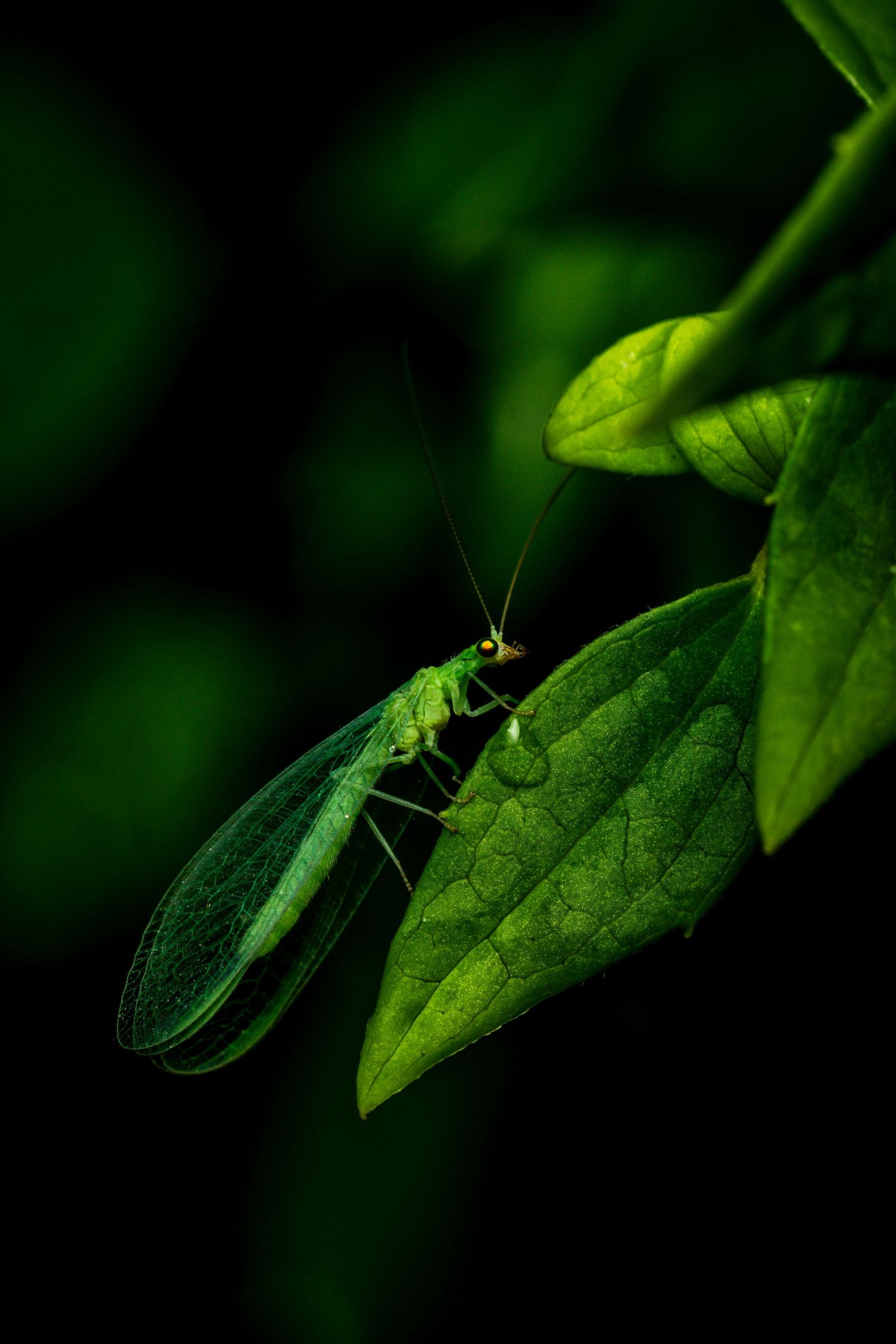 Green lacewing insect perched on vibrant green leaves in dark moody lighting.