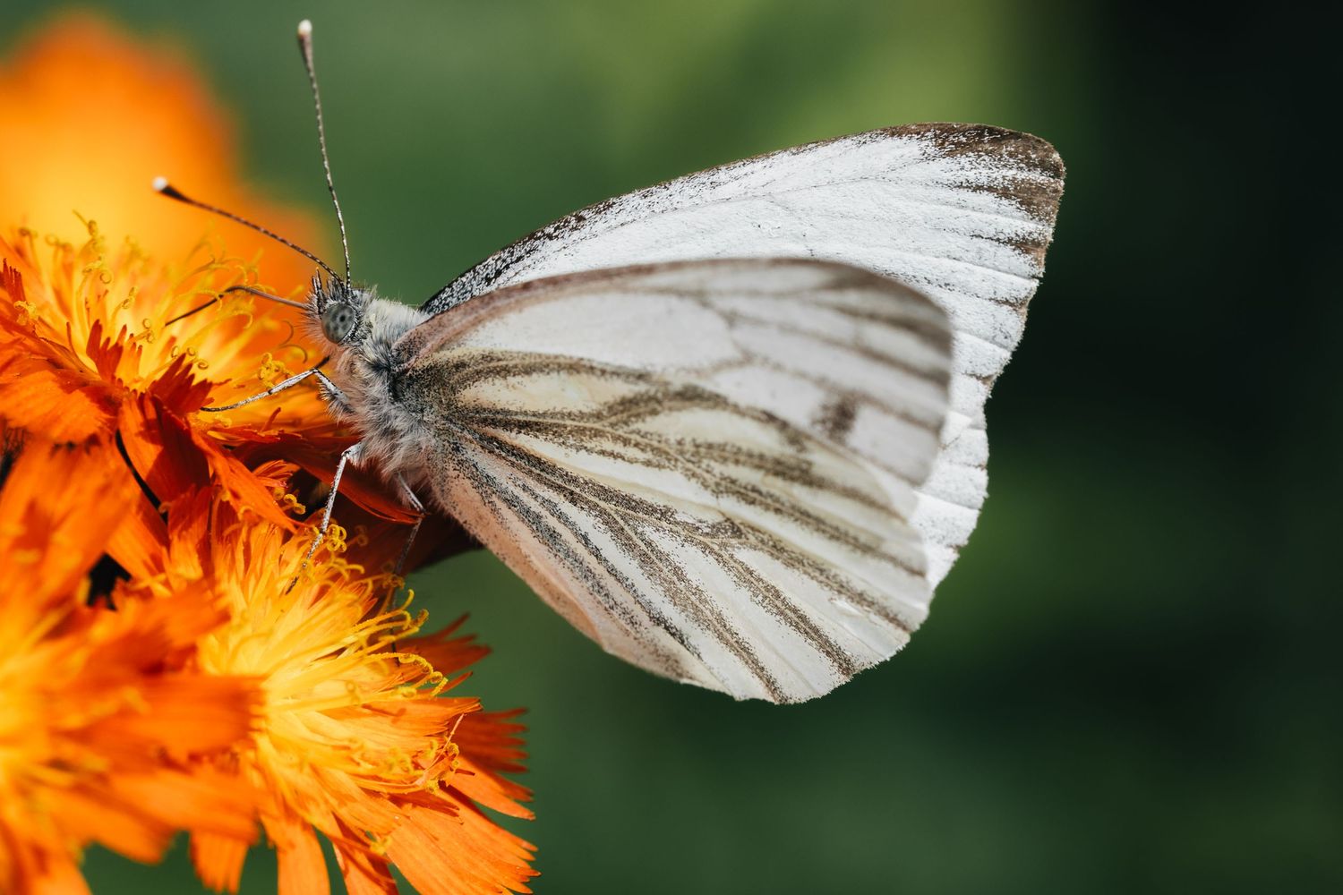White butterfly landing on orange flower petals in garden setting.