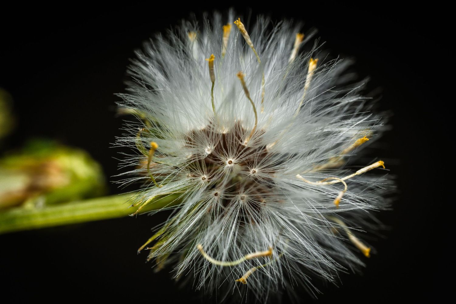 Macro photograph of a dandelion seed head with delicate white filaments against black background.