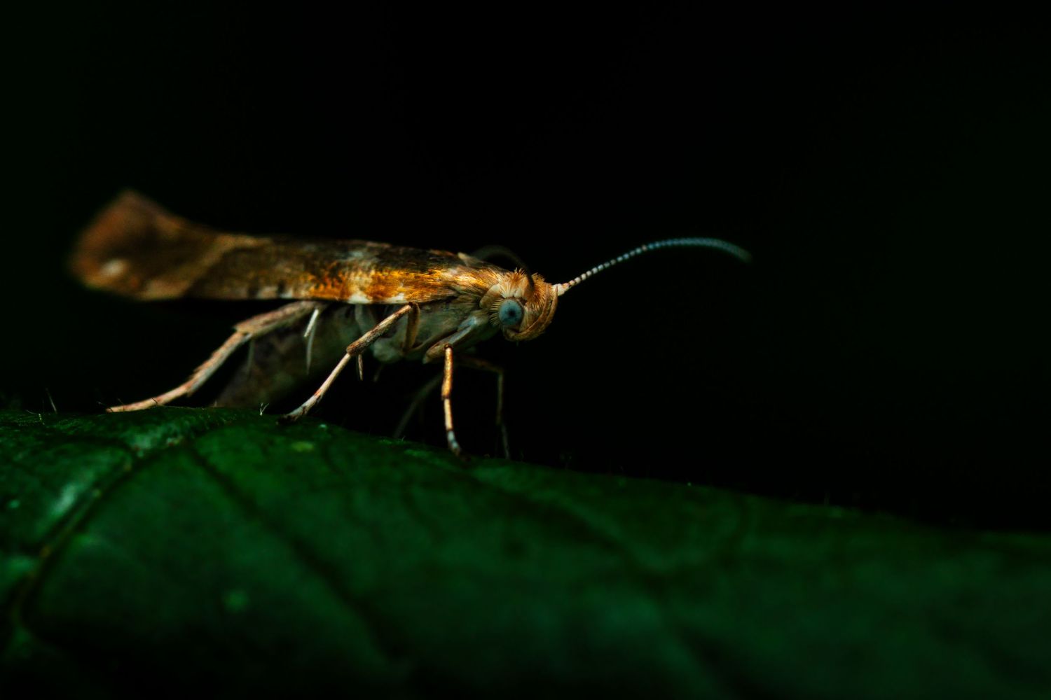 Brown insect crawling on green leaf surface in natural setting.