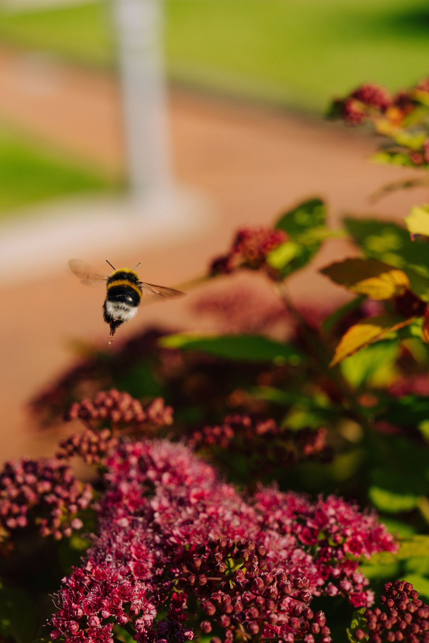 Bees flying around pink spirea flowers against blurred natural background.