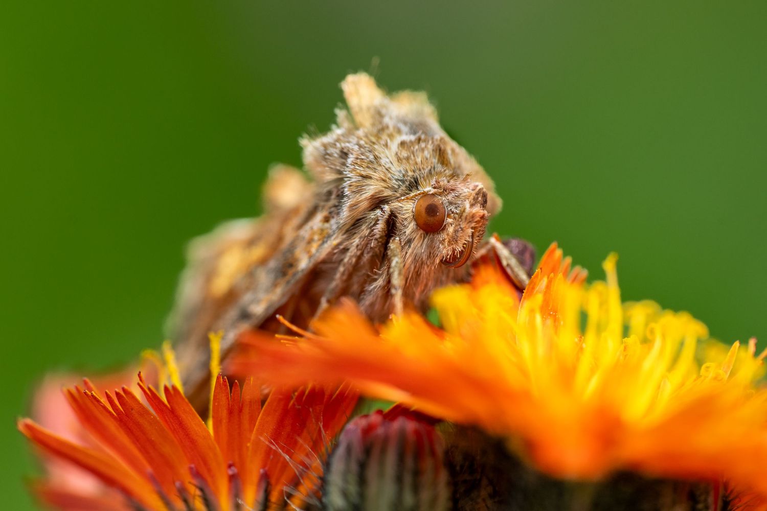 Close-up macro shot of a moth perched on an orange marigold flower.