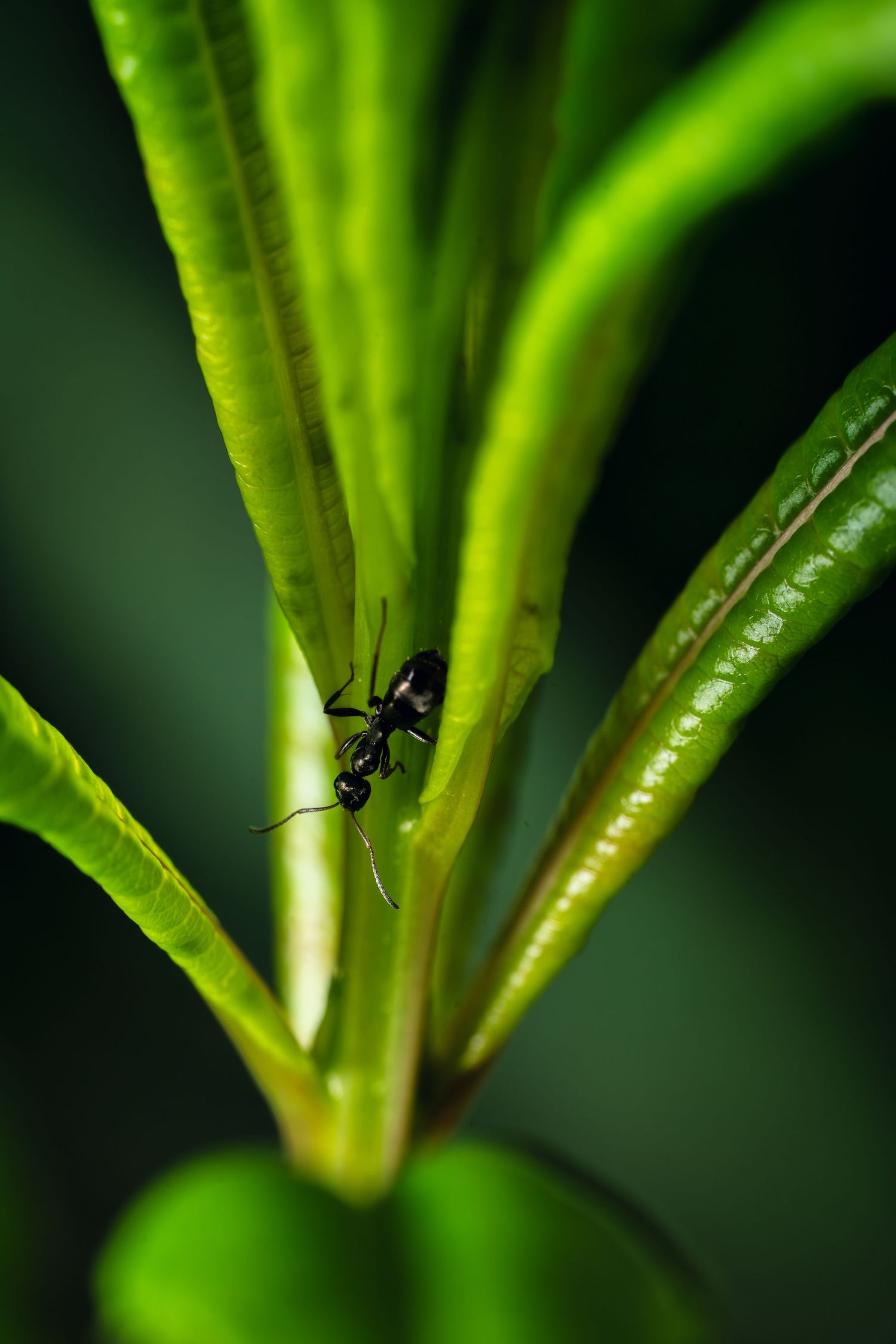 Small black ant exploring green plant stem.