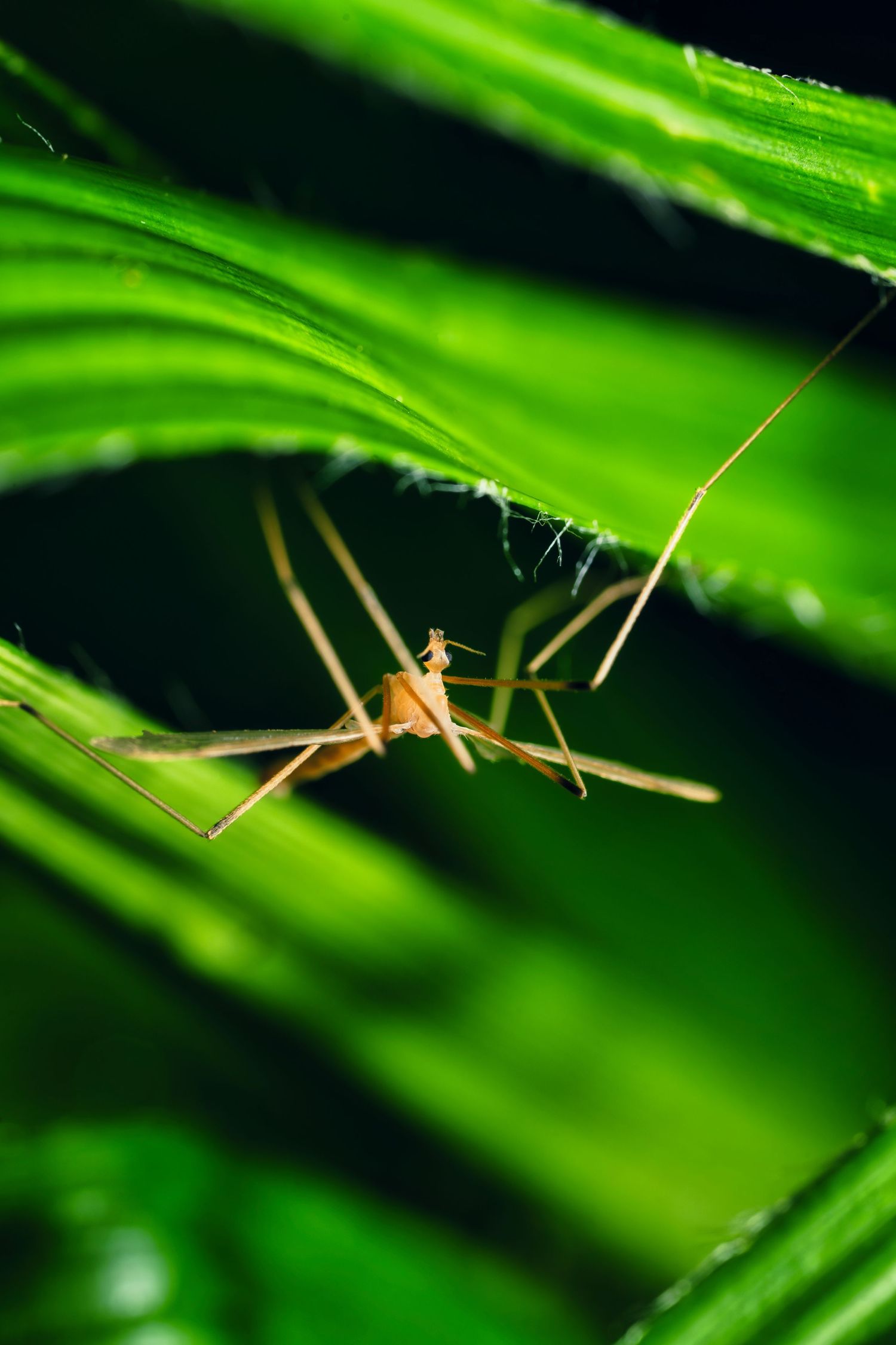 Close-up of a praying mantis perched on vibrant green plant leaves in dramatic lighting.