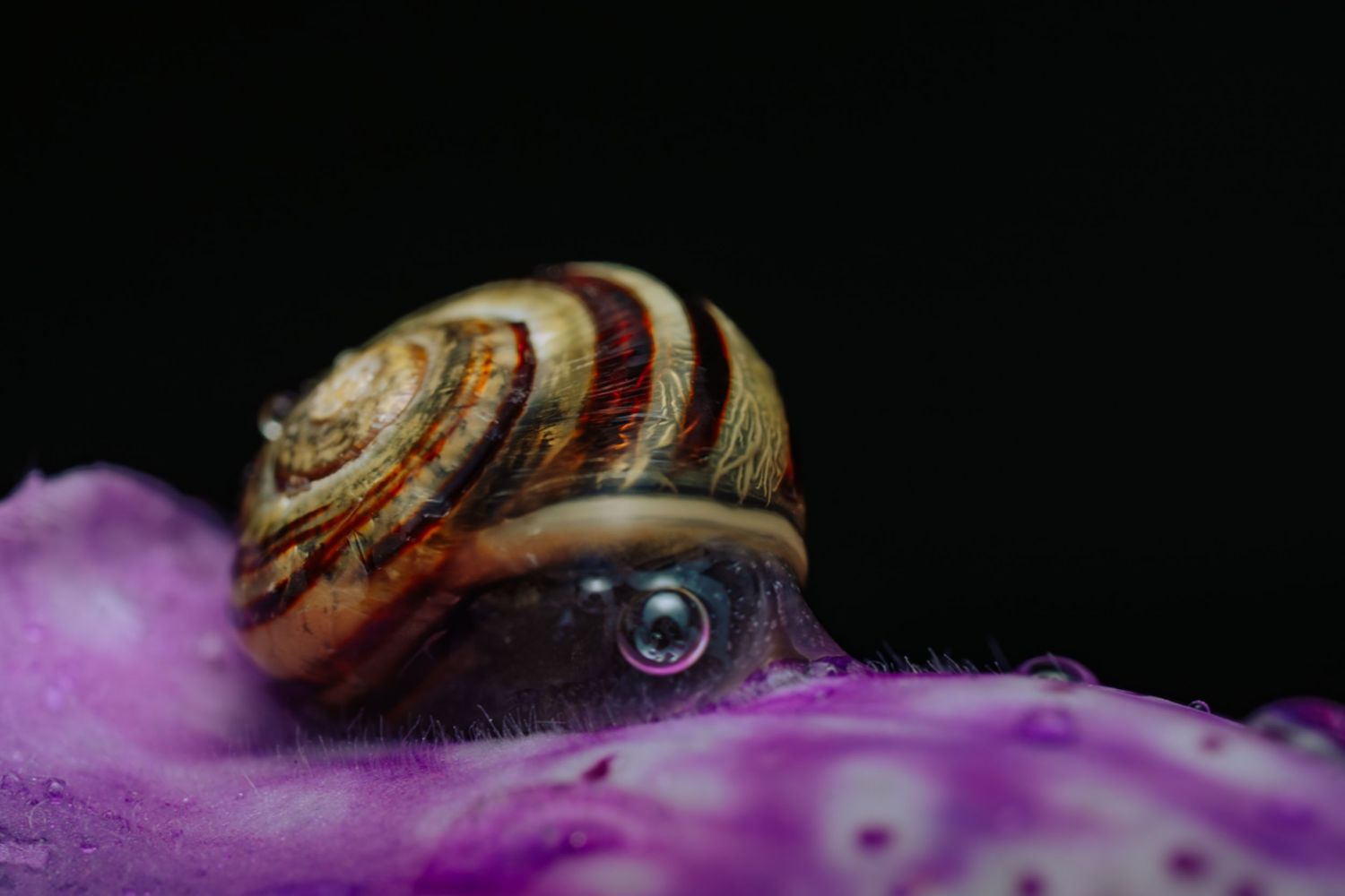 Multiple small brown and white snails rest on delicate purple flower petals against a black background.