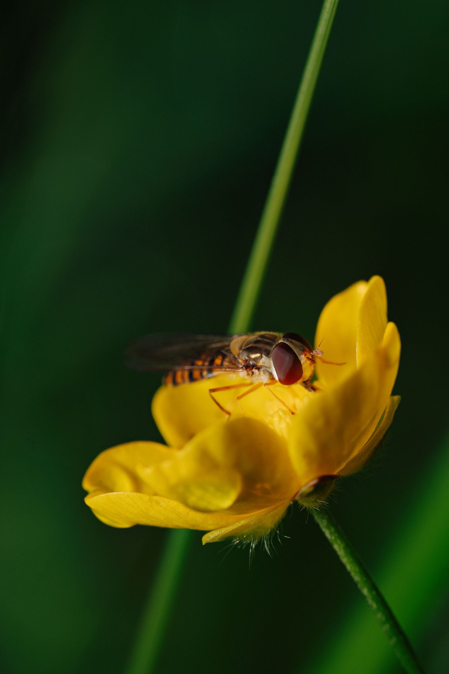 Hover fly gathering nectar from bright yellow buttercup flower against dark background.