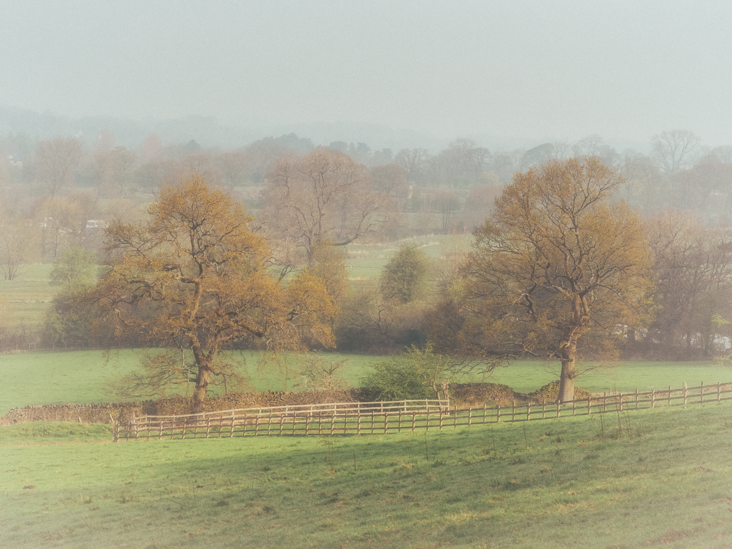 Misty autumn landscape with bare trees and wooden fencing in a rolling green pasture on a foggy morning.