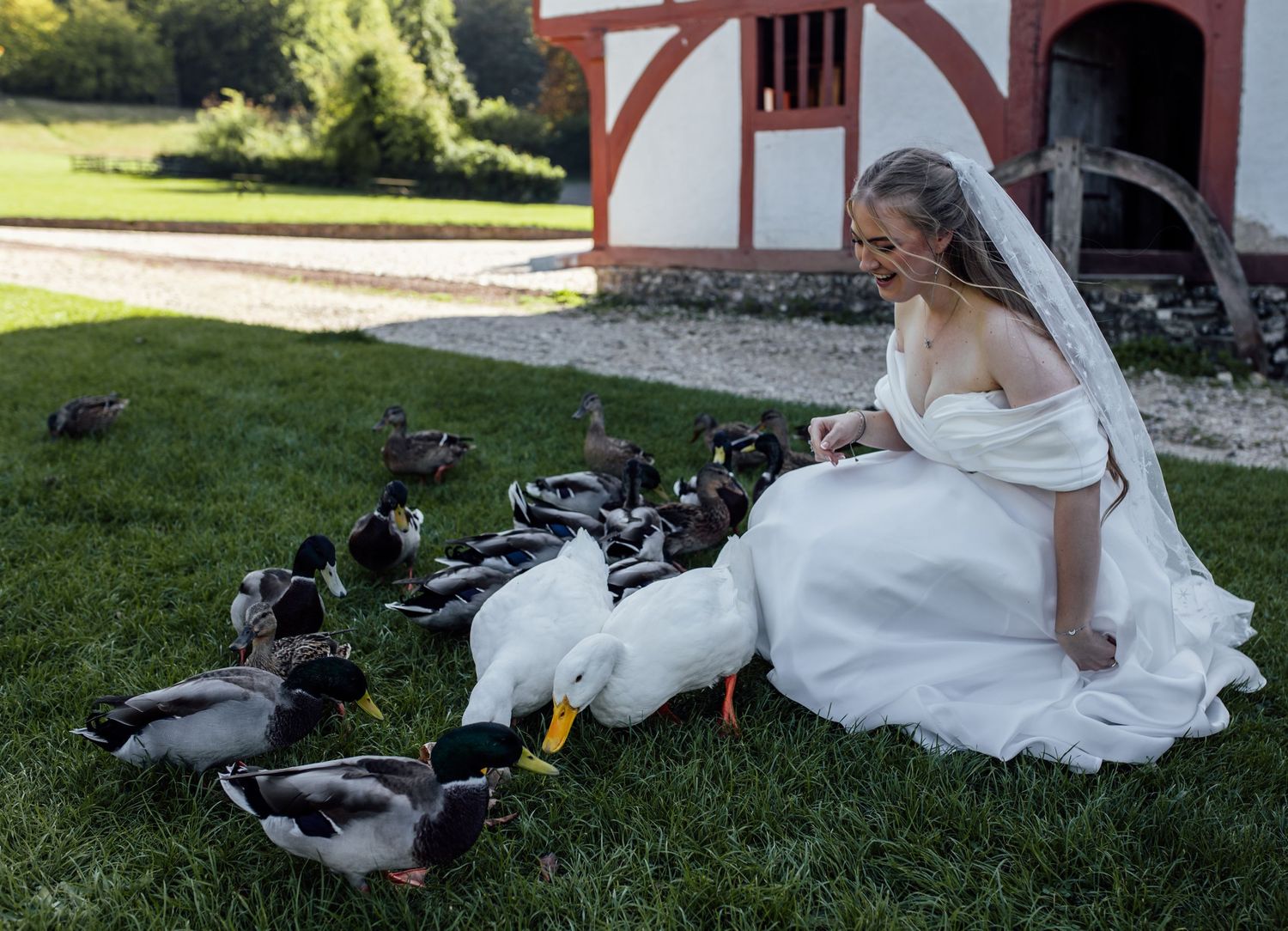 A bride in a flowing white wedding dress sits on grass while feeding ducks near a rustic barn setting.