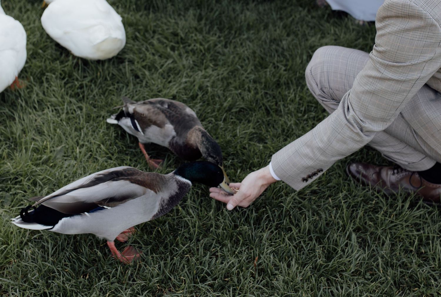 A series of photos showing ducks and geese feeding on grass in a park or garden setting.