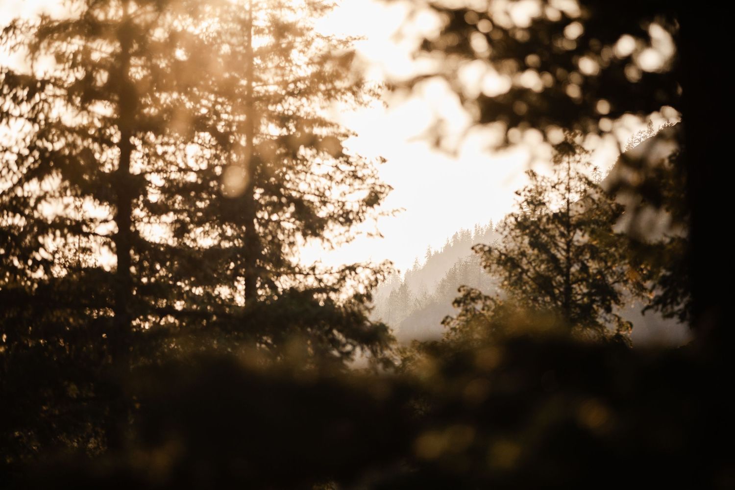 Golden sunset light filters through tall pine trees creating a warm, dreamy forest backdrop for a wedding.