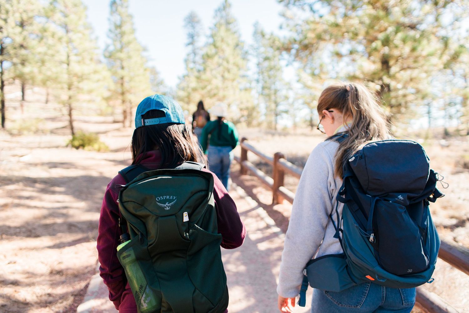Group of hikers with backpacks walking through a pine forest trail.