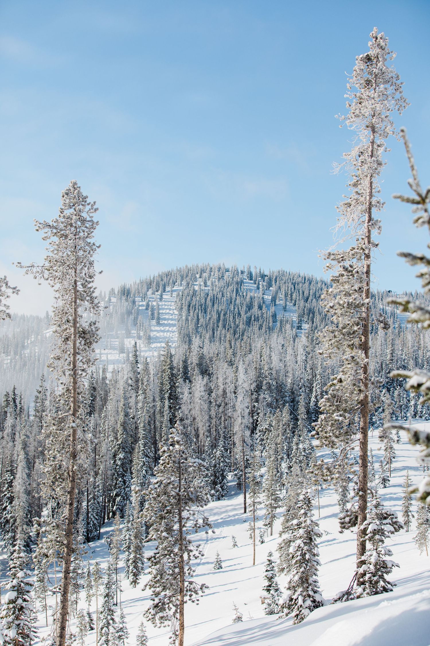 Snow-covered evergreen forest and mountain slopes under clear blue sky.