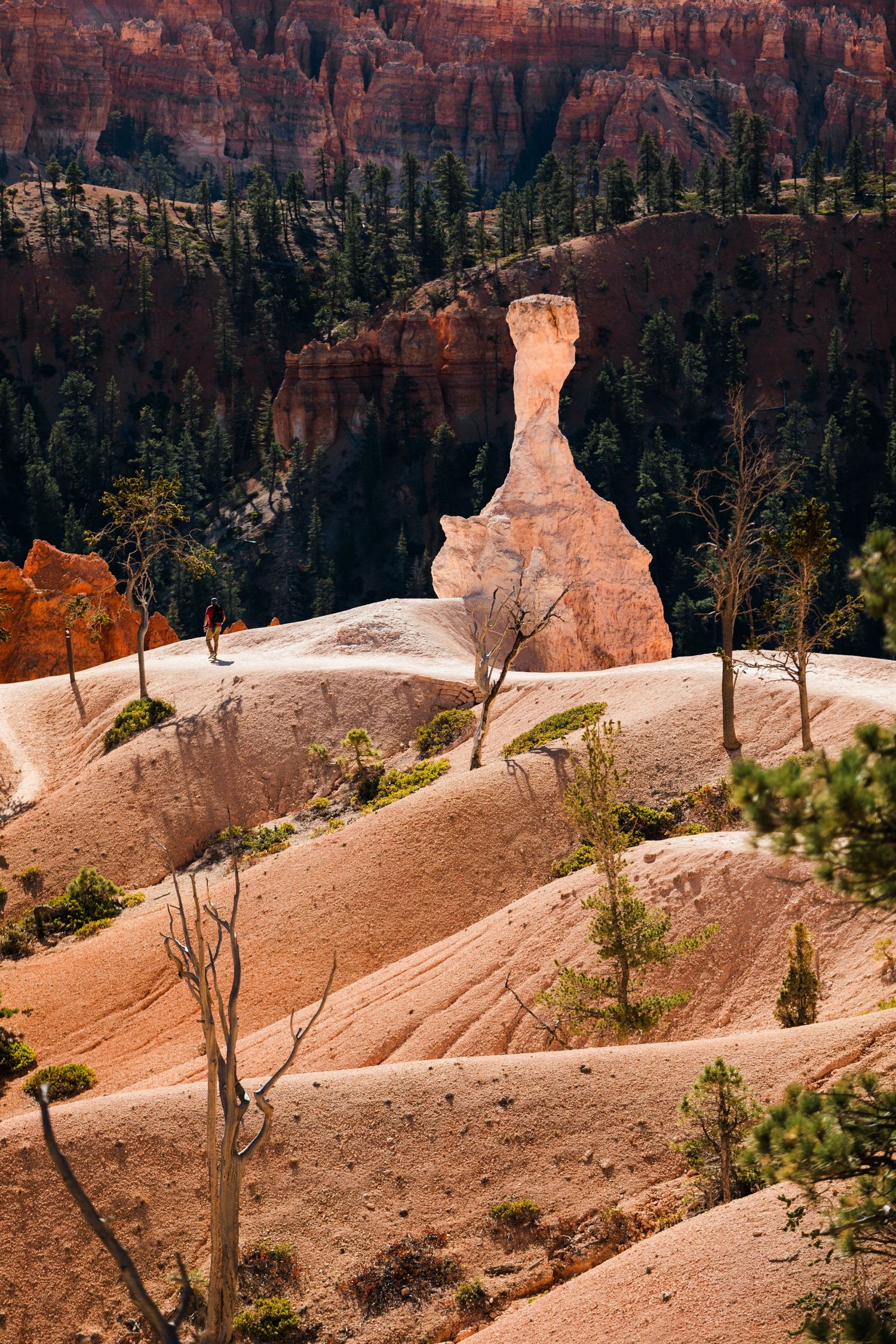 Panoramic sequence of Bryce Canyon's iconic red rock hoodoos and eroded formations along a winding hiking trail at sunset.