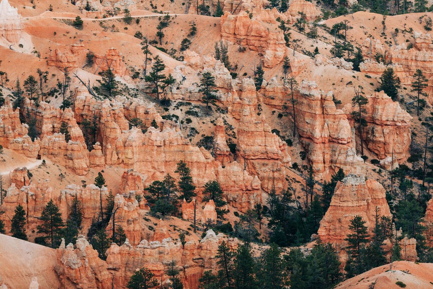Scenic view of orange sandstone hoodoos and cliffs at Bryce Canyon National Park with evergreen trees below.