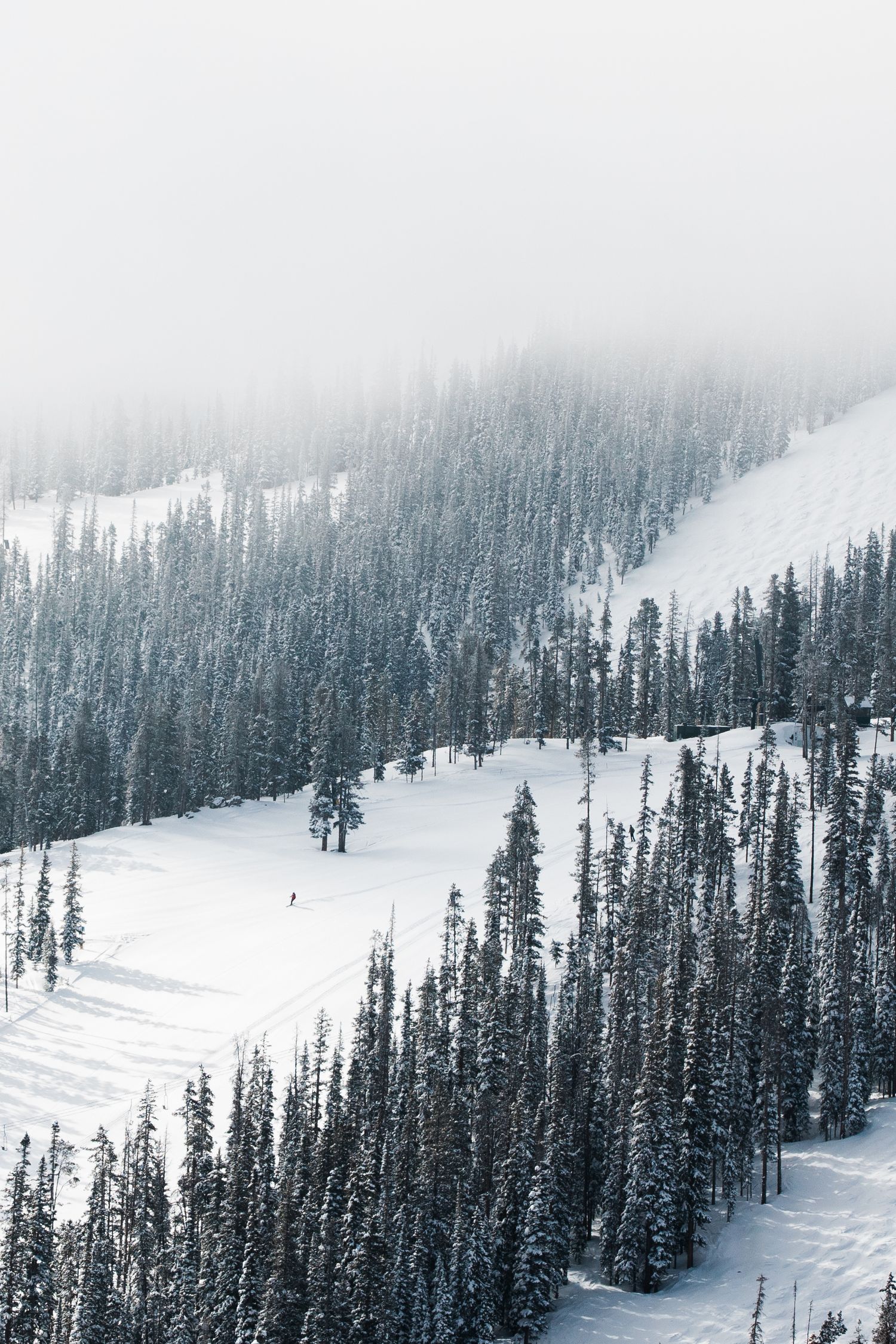 Snow-covered evergreen forest on a misty mountain slope with ski runs cutting through the trees.