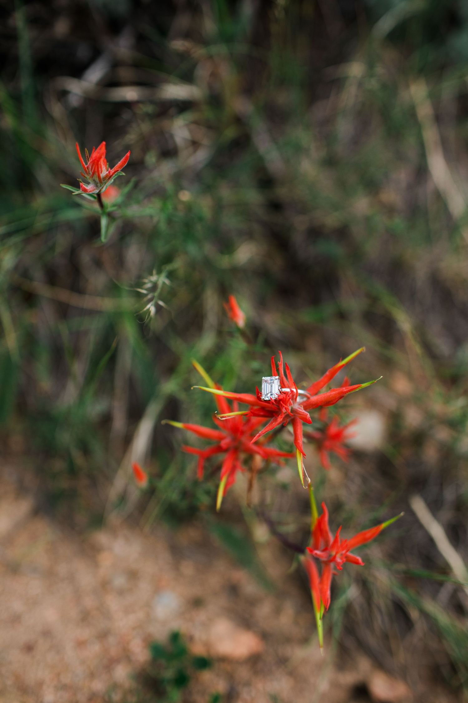 Close-up of vibrant red Indian paintbrush wildflowers with green stems growing in natural outdoor setting.