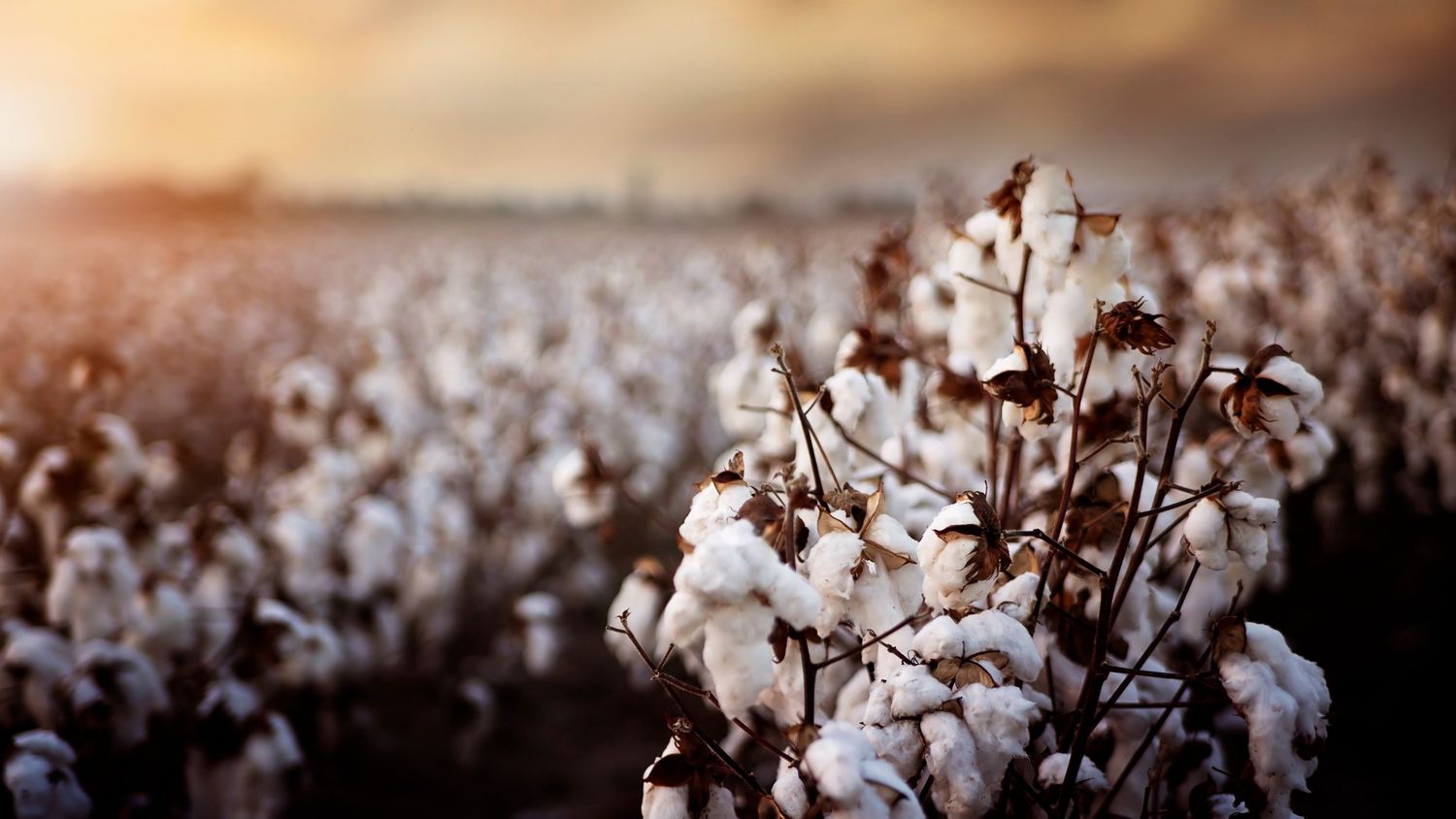 Cotton field at sunset with fluffy white cotton bolls on plants.