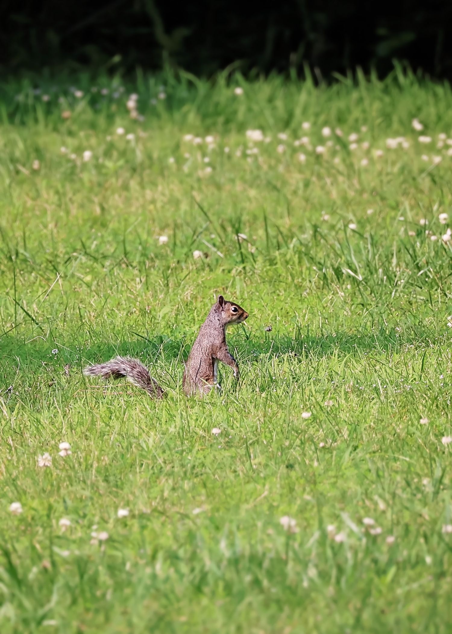 Small ground squirrels foraging among white wildflowers in green grass.