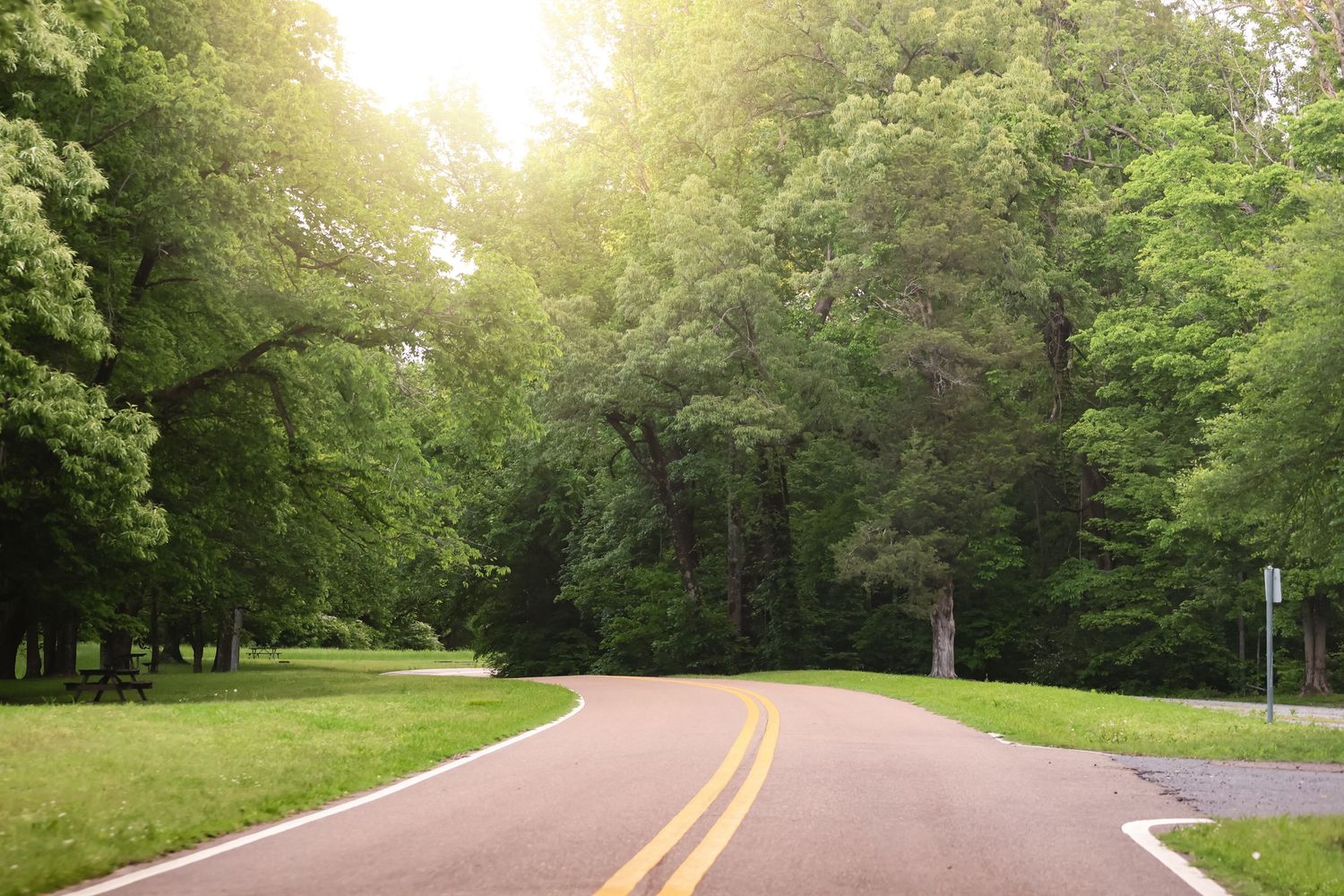Tree-lined paved road curves through a sunlit park on a summer day.