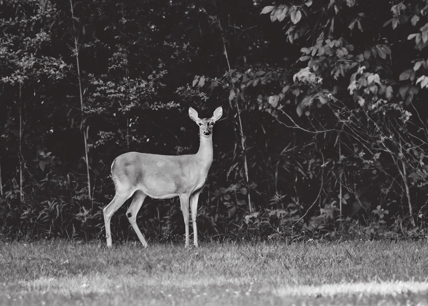 Black and white image of a deer standing in a forest clearing.