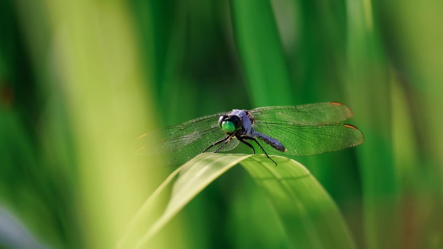 Detailed macro shot of a dragonfly perched on a green leaf.