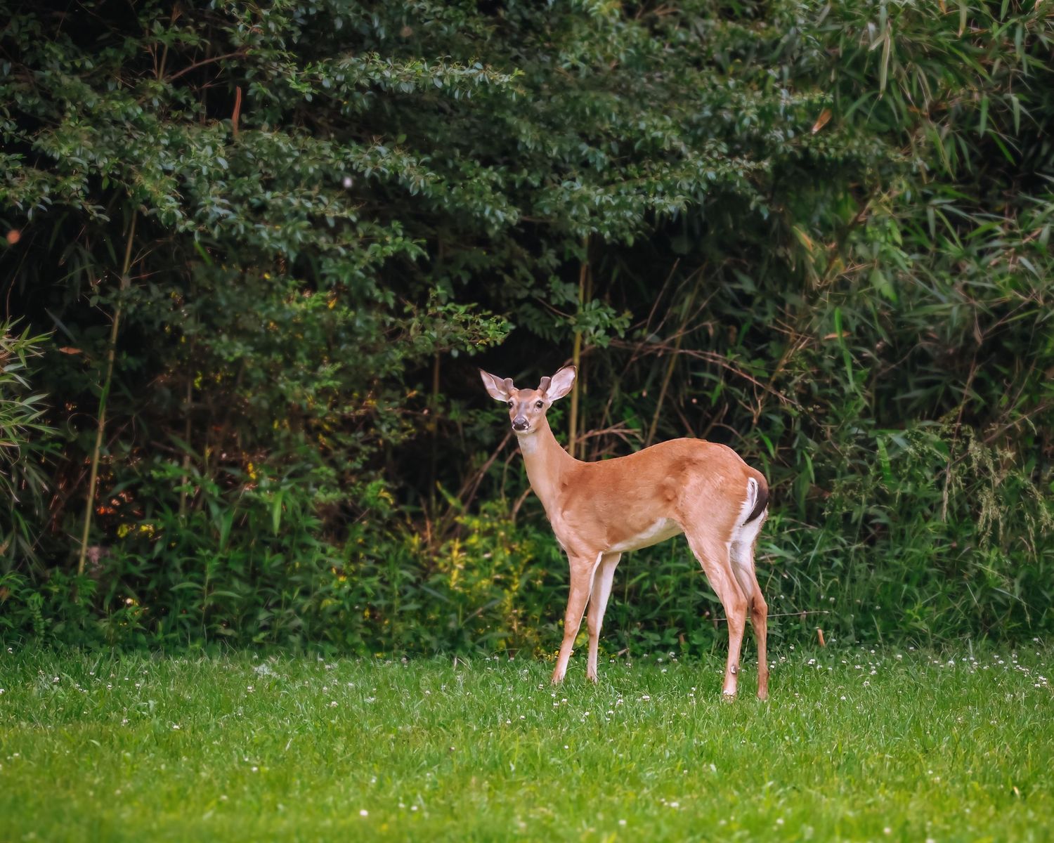 A young deer stands alert on green grass at the edge of a wooded area.