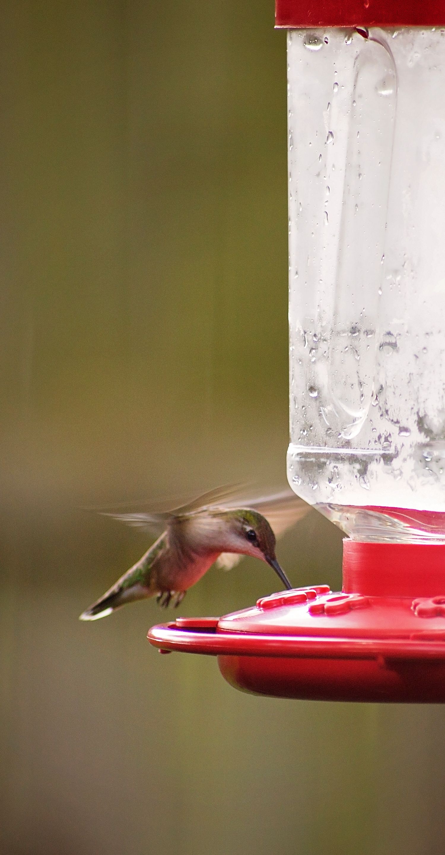 Hummingbird drinking from a red feeder against blurred green background.