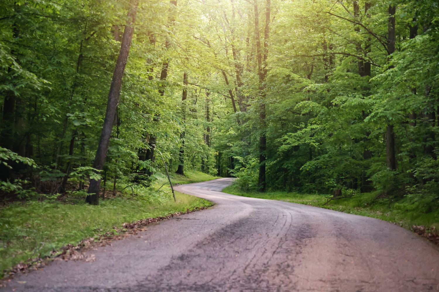 Winding forest road through lush green trees with sunlight filtering through the canopy.