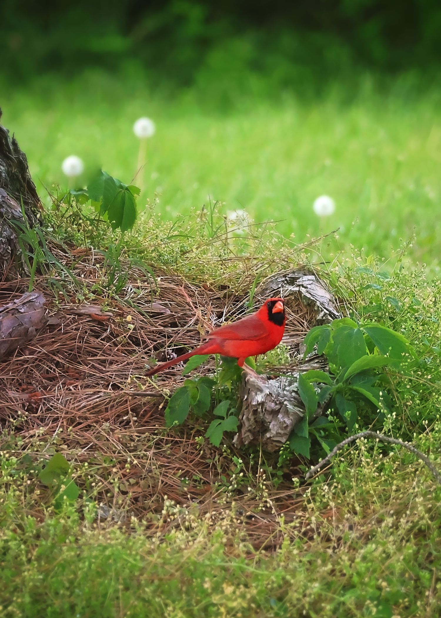 A bright red cardinal perches among rocks and foliage in a garden setting.