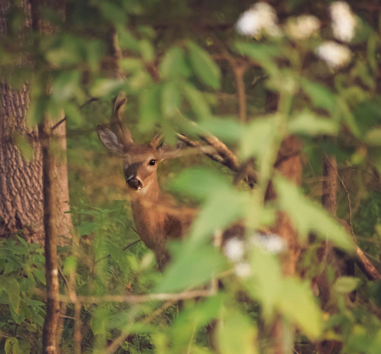 A deer peeks through green foliage in a wooded forest setting.