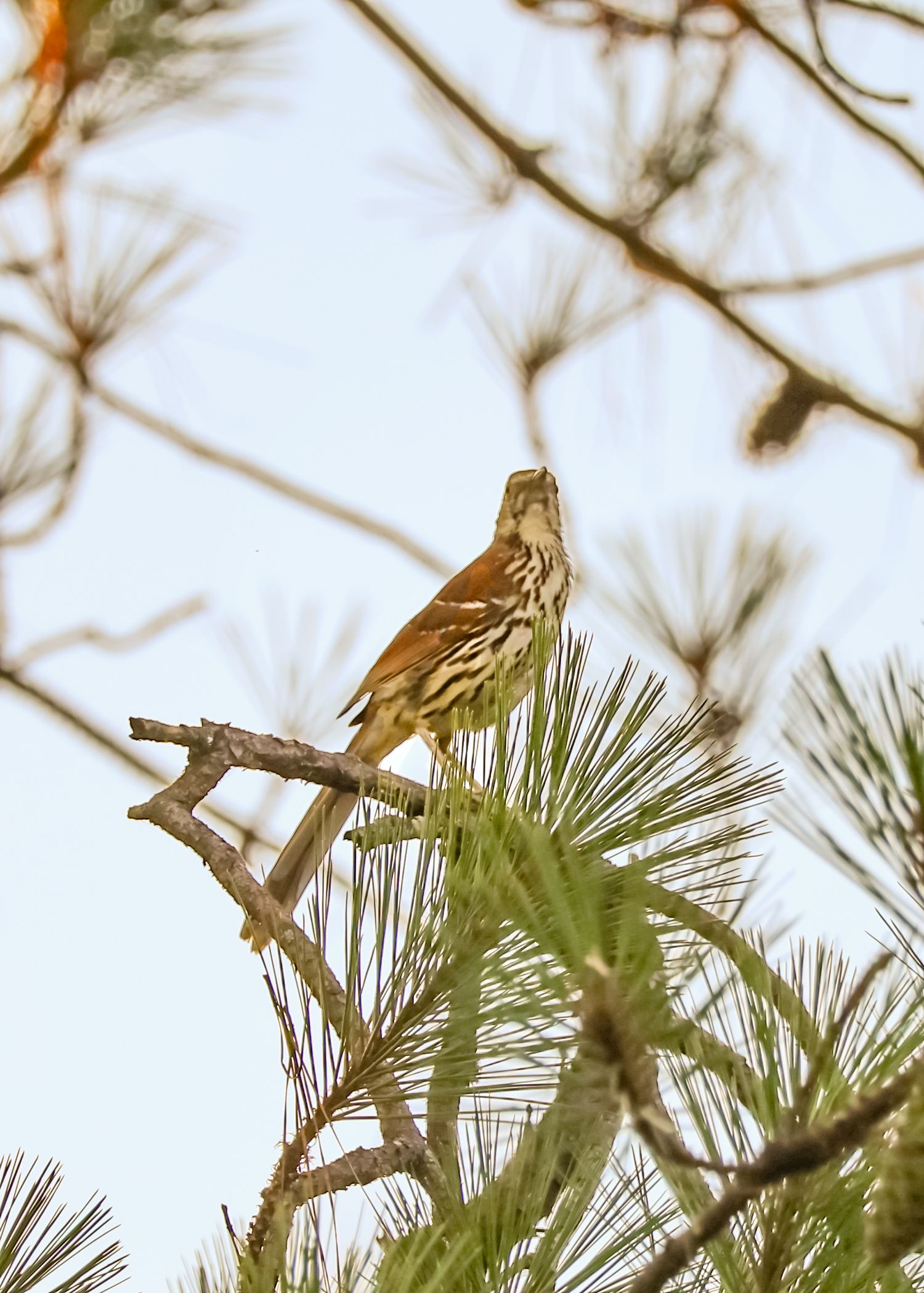 Pine warbler perched on a bare branch among pine needles.