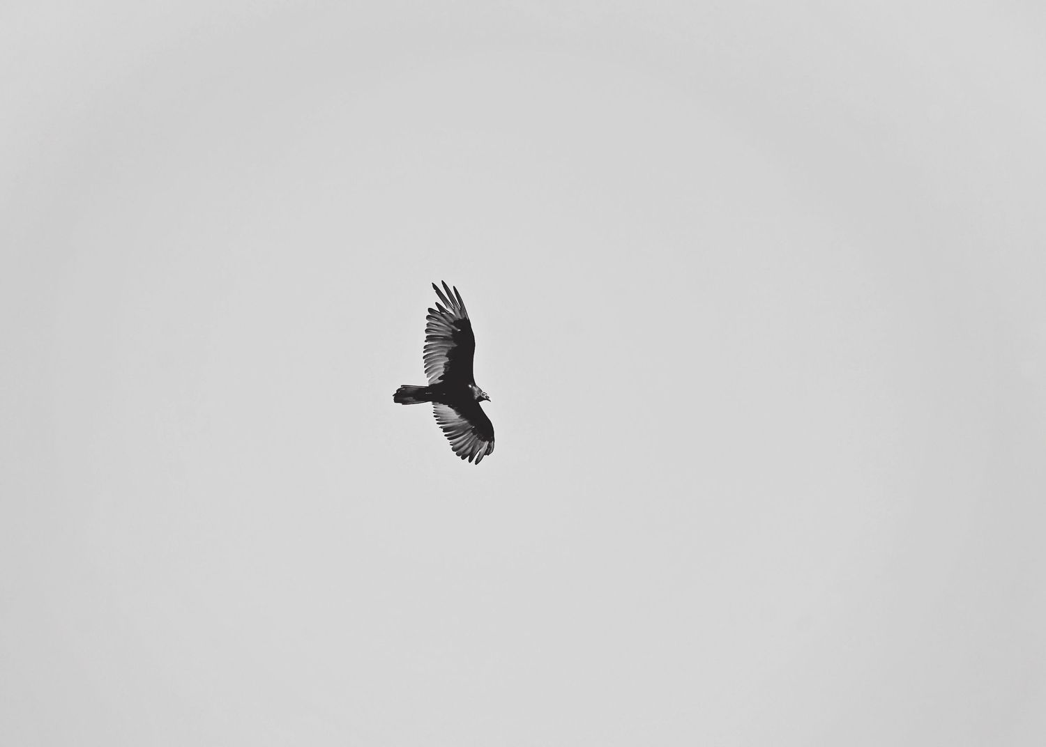 A black silhouette of a soaring bird of prey against a light gray sky.