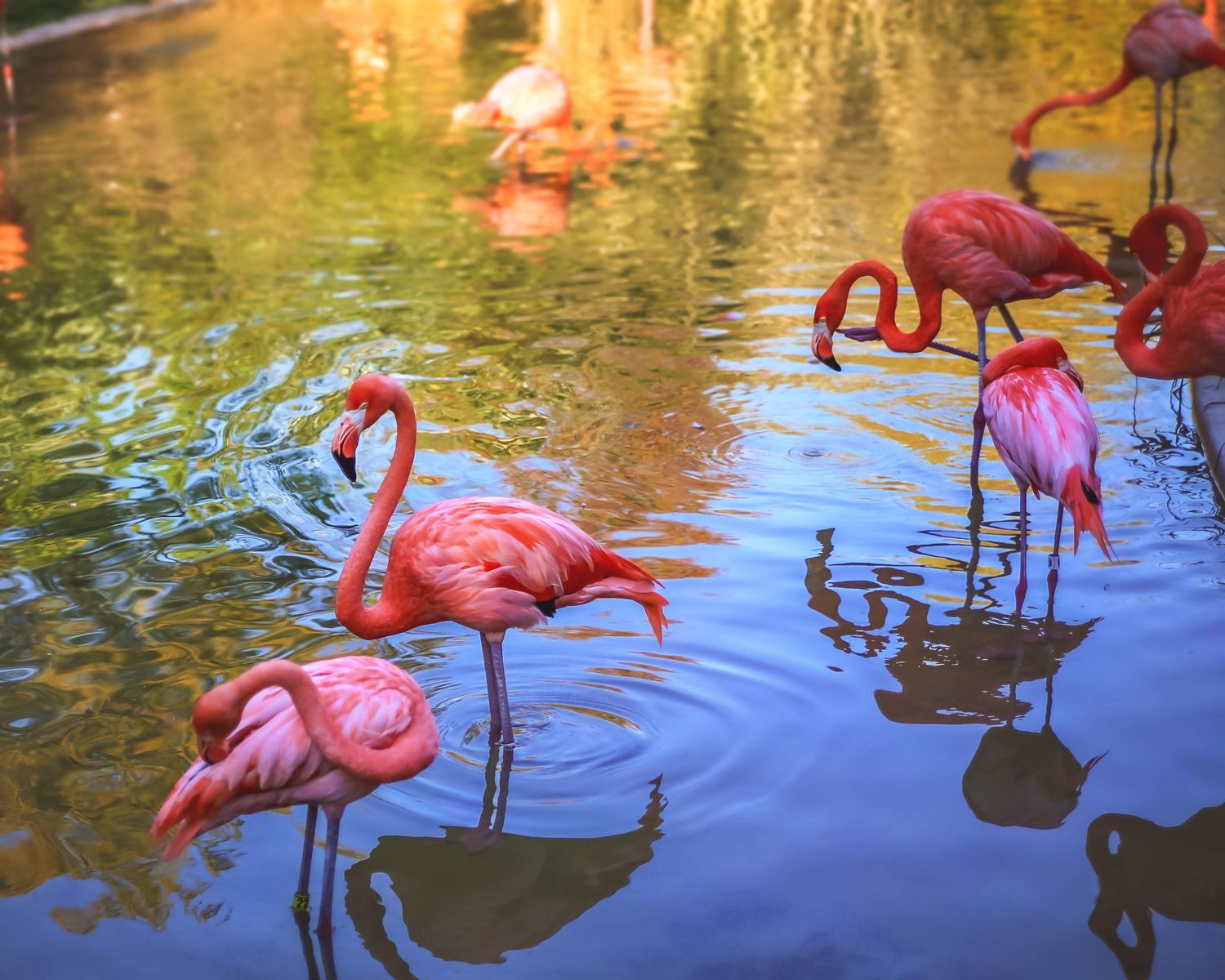 Pink flamingos wading gracefully in reflective blue water at golden hour.