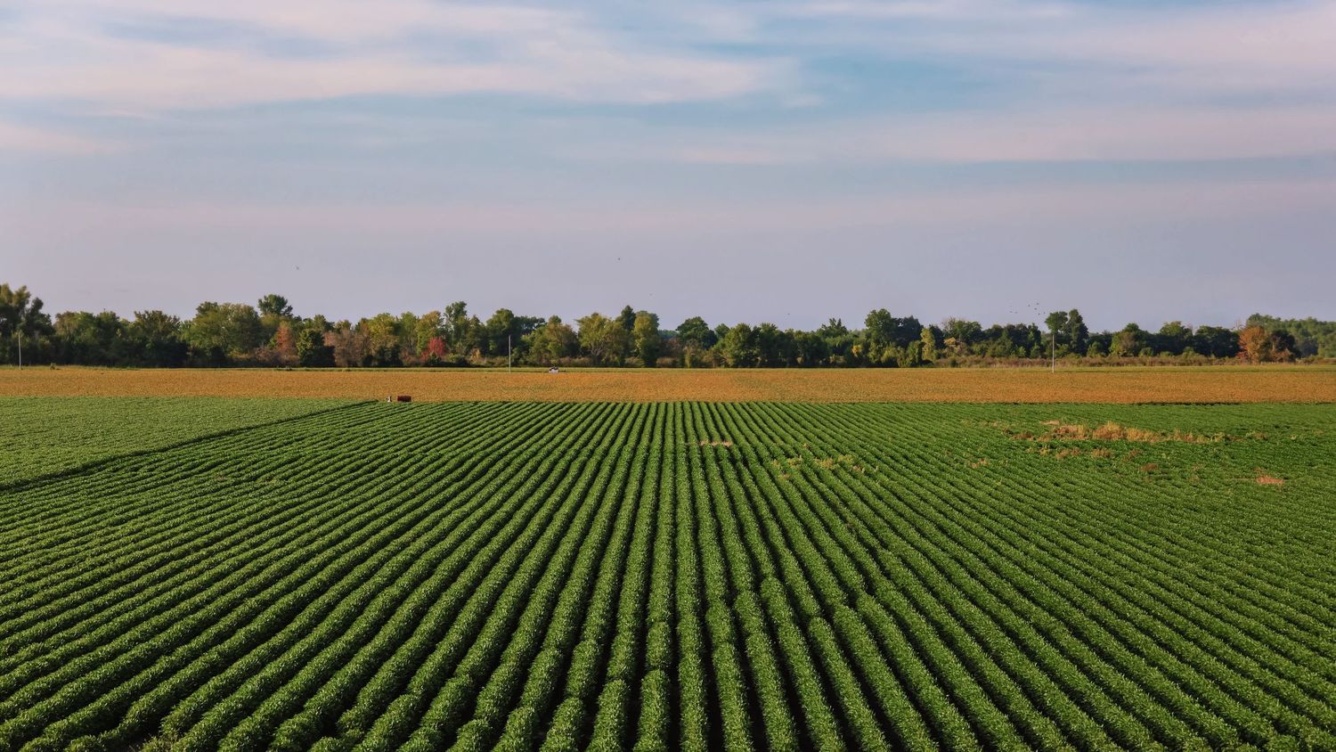 Panoramic view of agricultural cropland with neat rows stretching to horizon.