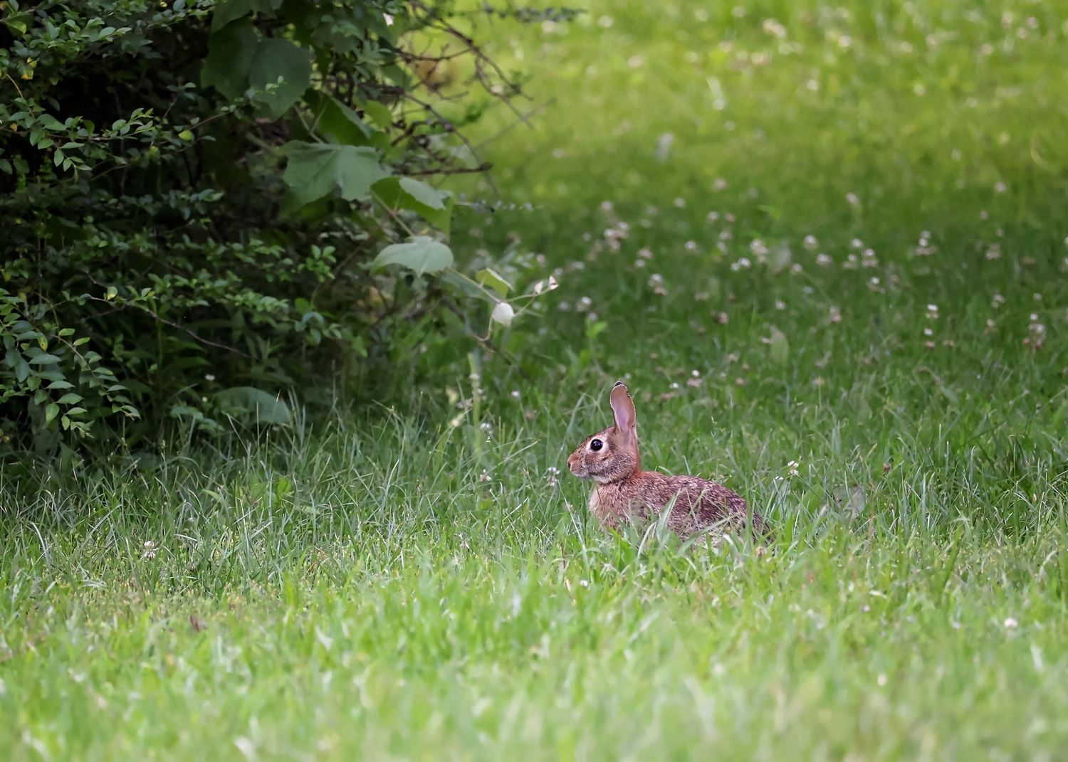 Rabbits hiding in tall grass at the edge of woodland.
