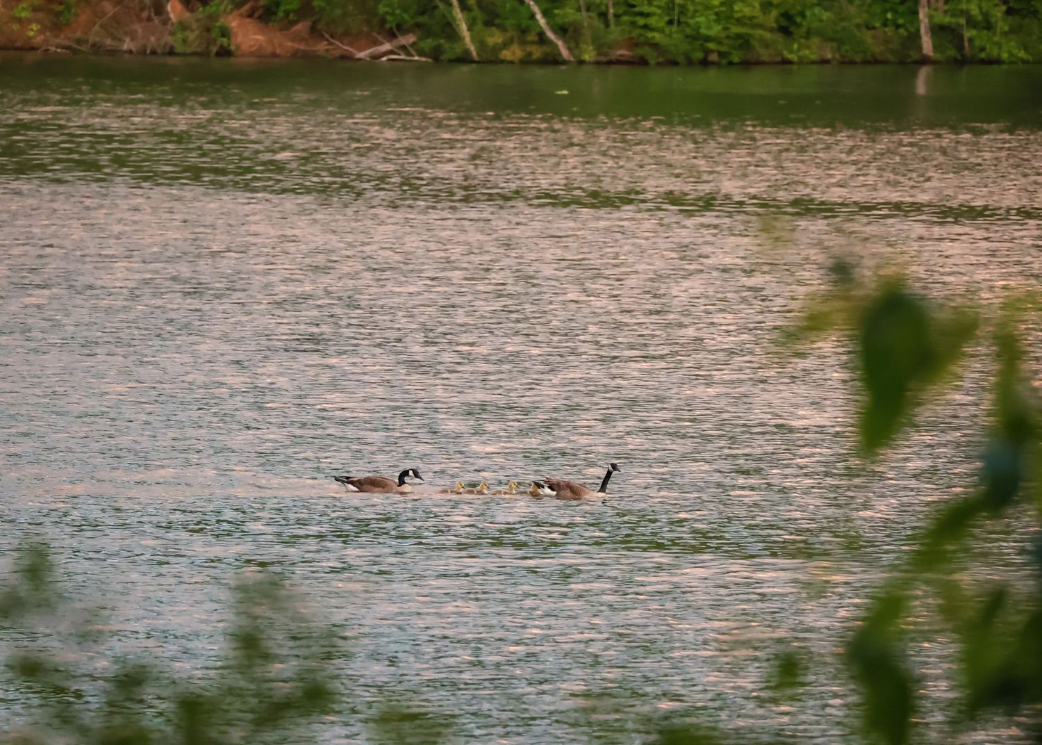 A tranquil lake surface surrounded by natural vegetation.