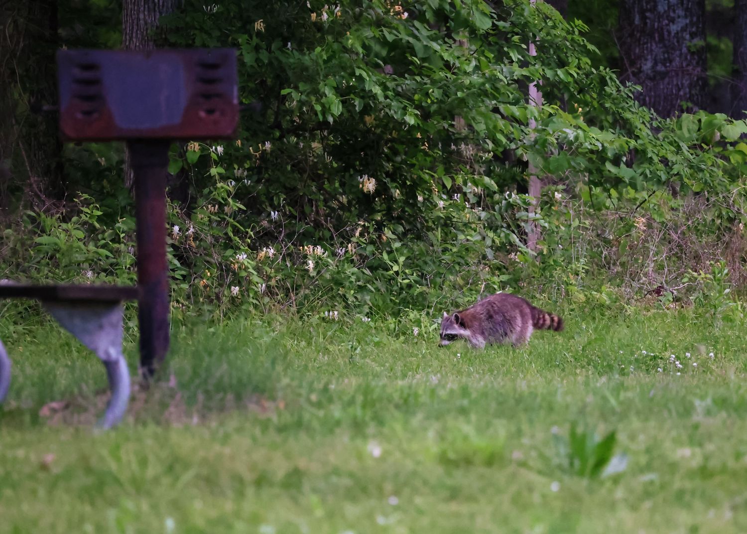 Two deer grazing in a lush green field at the edge of a wooded area.