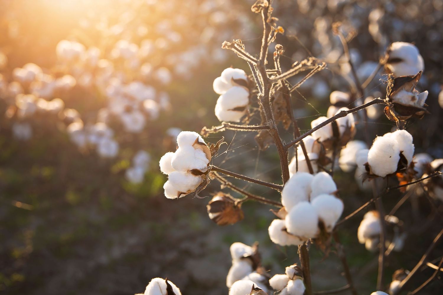Cotton plants with fluffy white bolls backlit by golden sunlight.