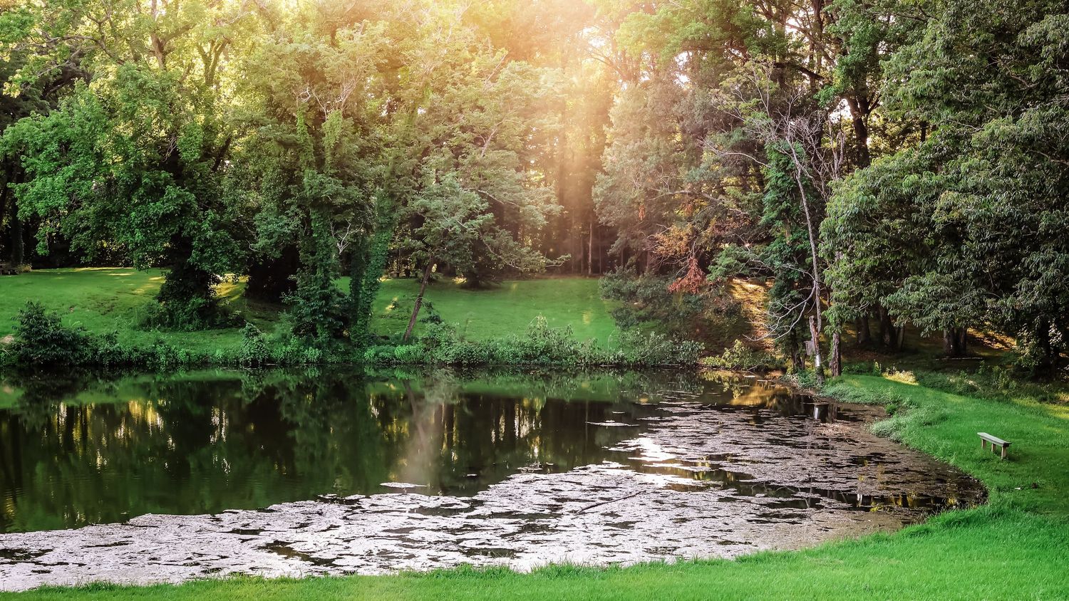 Tranquil pond with lily pads reflects surrounding trees in golden sunlight.