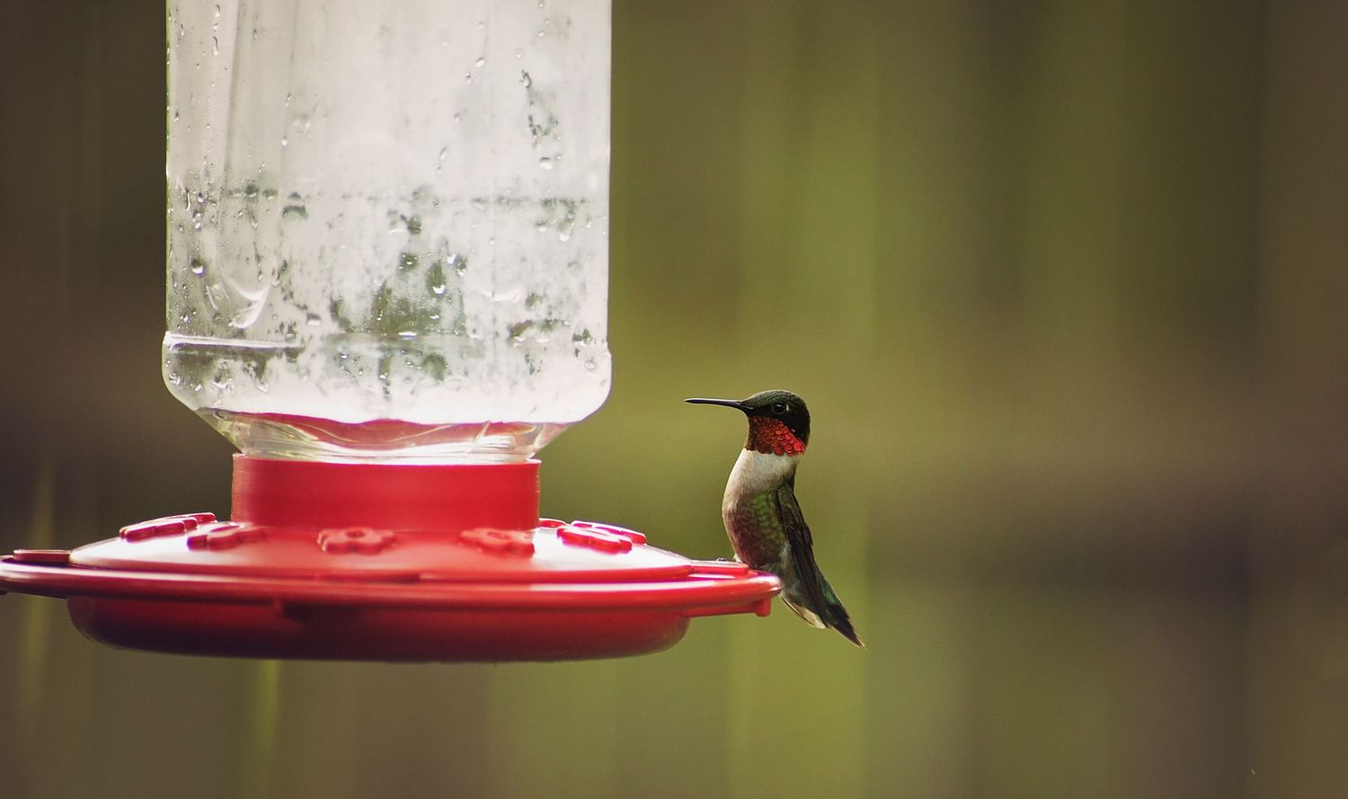 Ruby-throated hummingbird drinking from a red feeder against blurred green background.