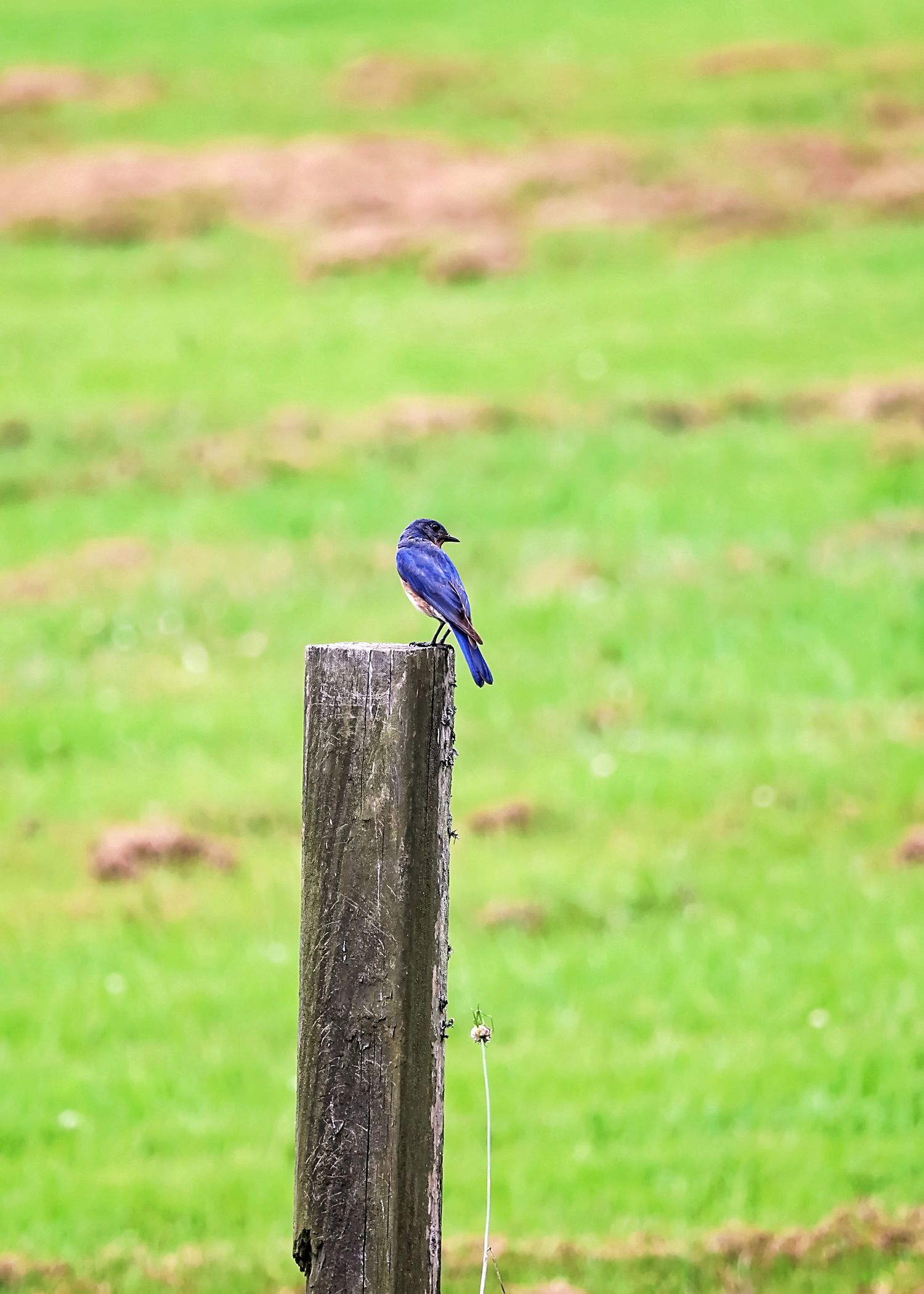 Bright blue scrub jay perched on weathered wooden post in green field.