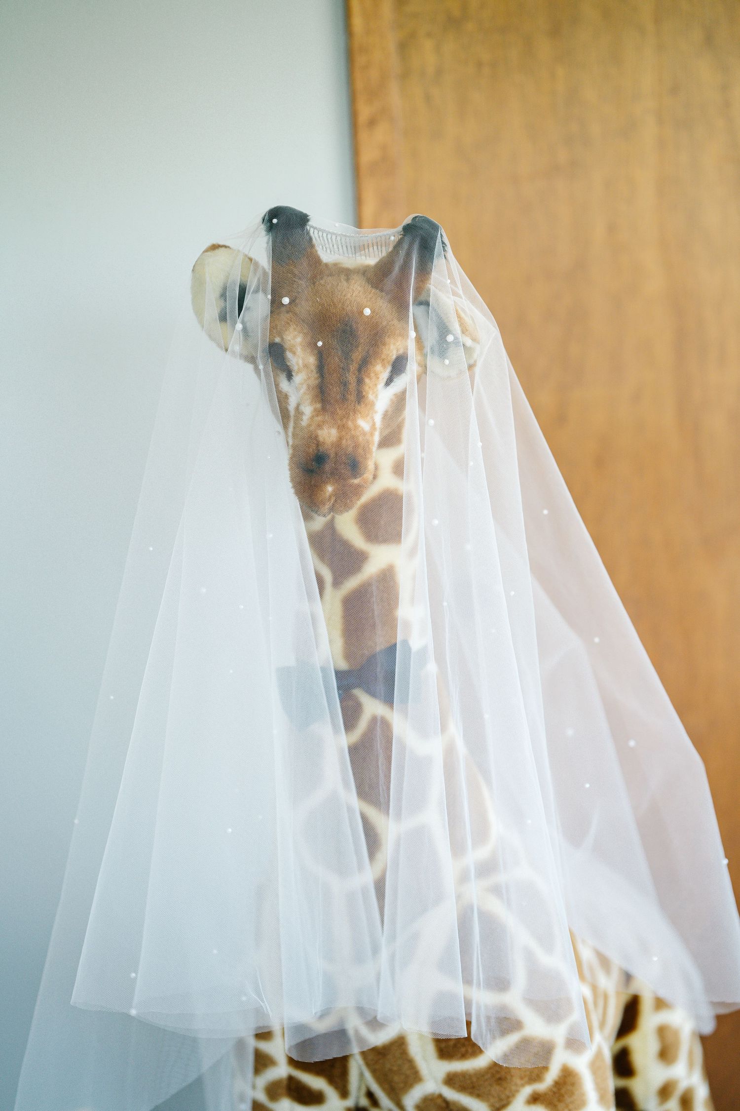 A giraffe peeks through translucent white fabric in a series of progressive images creating a dreamy effect.