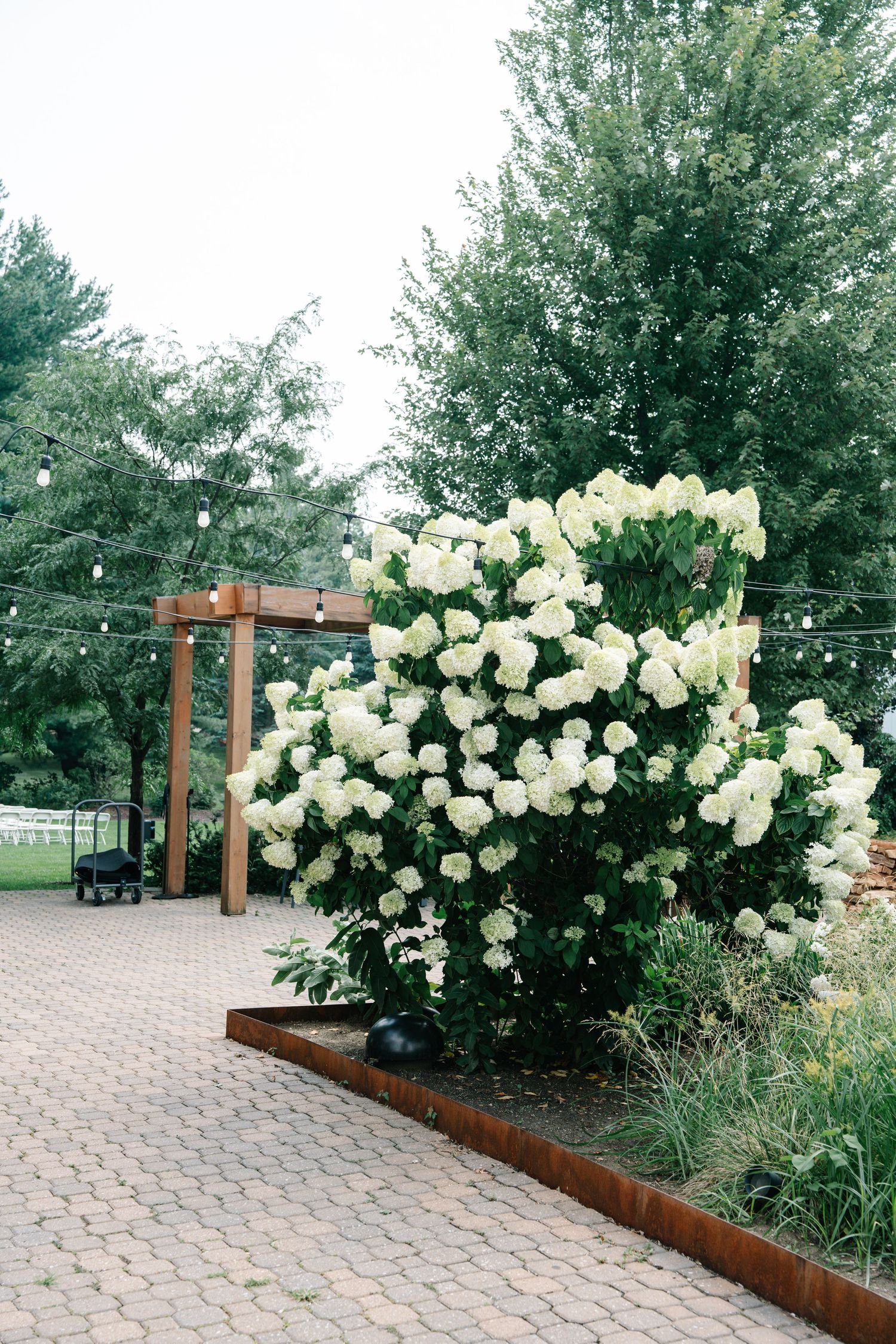 White hydrangea bushes bloom abundantly along a rustic wooden garden bed with brick paver walkway.
