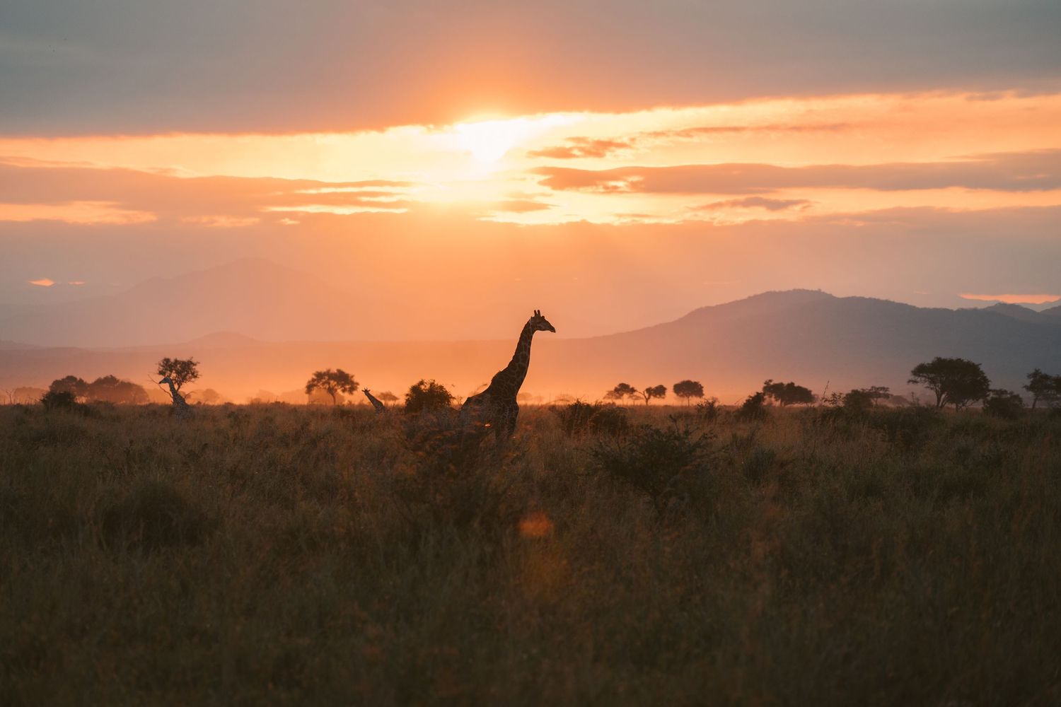 A giraffe silhouetted against a vibrant orange sunset over the African savanna with mountains in the background.