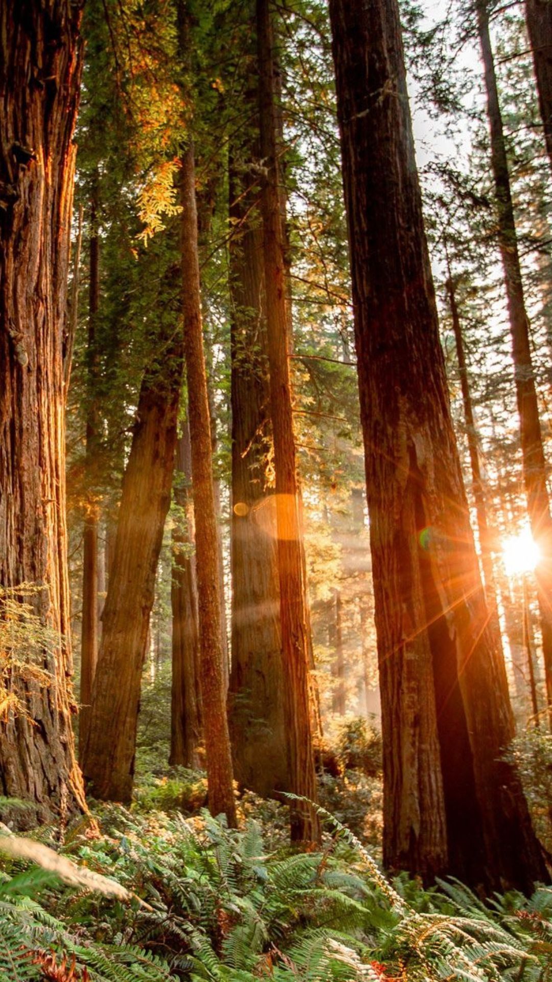 Golden sunlight streaming through tall redwood trees with ferns on forest floor at sunset.
