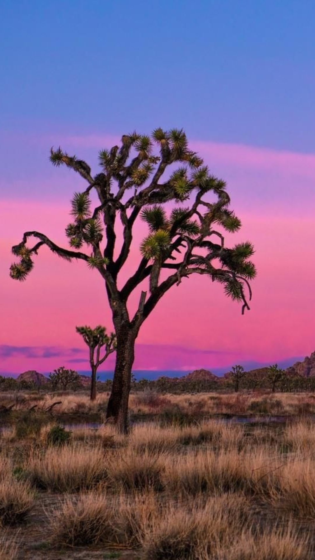 Joshua tree silhouetted against vibrant pink and purple sunset sky in Joshua Tree National Park.