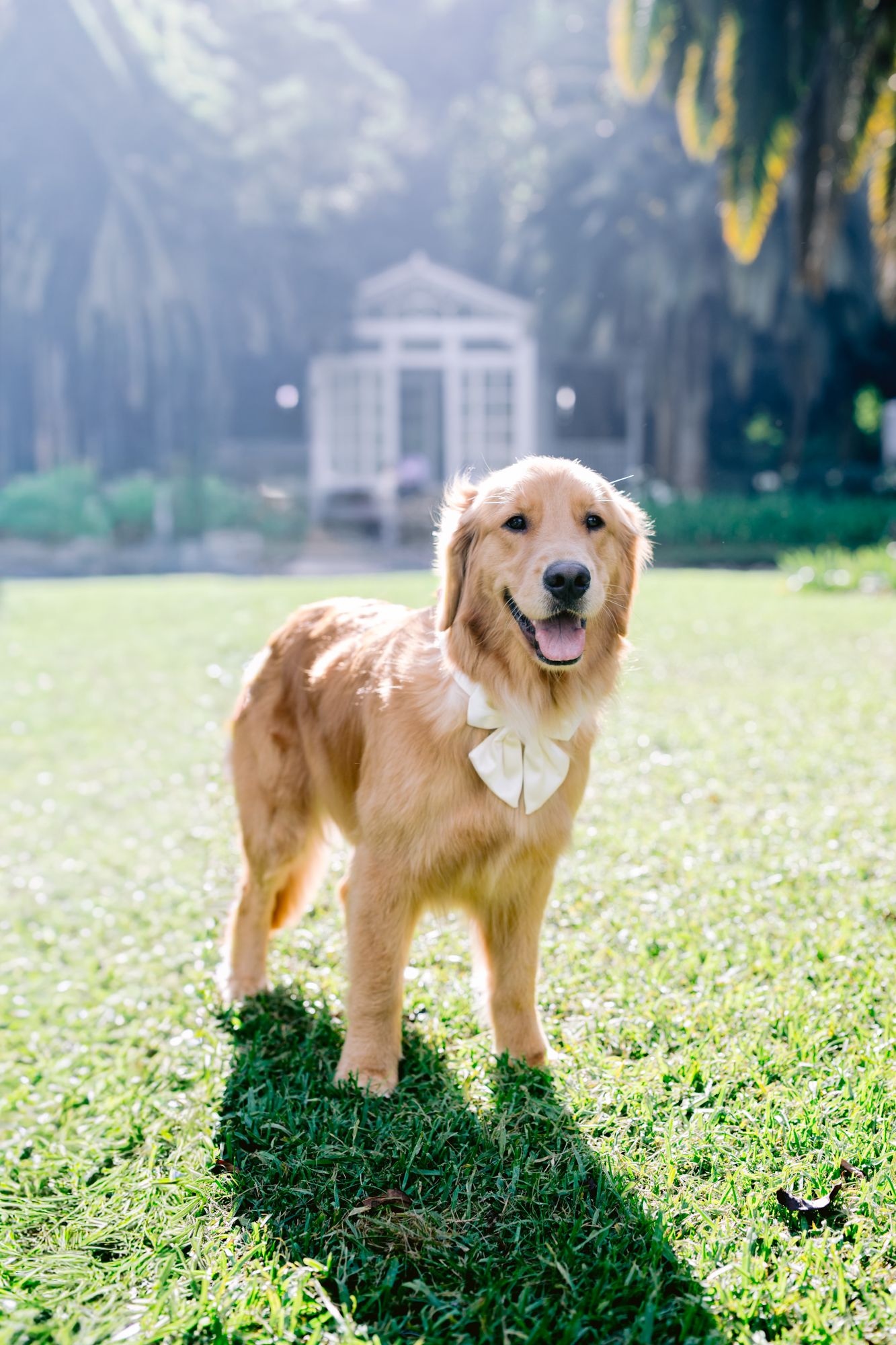 A golden retriever wearing a white bowtie poses in a grassy field of flowers during a wedding photoshoot.