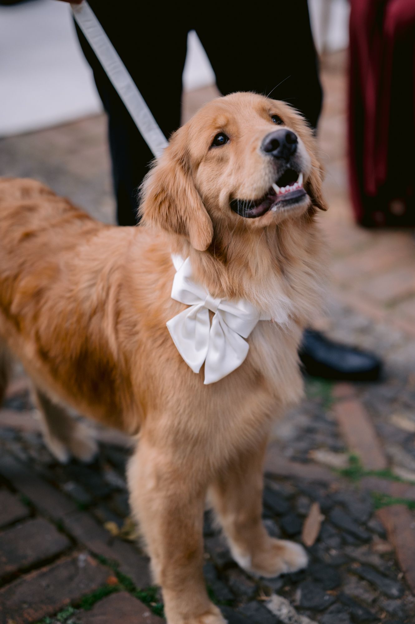 Golden retriever wearing a white bow tie looking happy at a formal event.