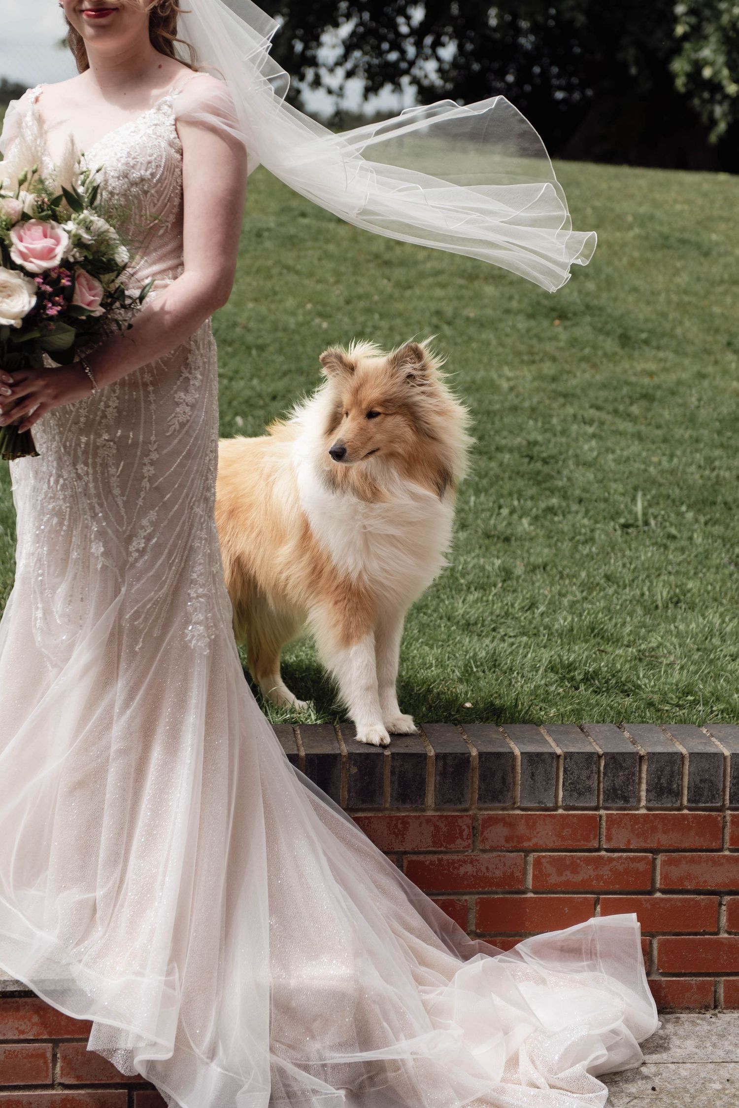 Bride in lace wedding gown holding bouquet stands beside a fluffy Shetland Sheepdog on a brick wall outdoors.