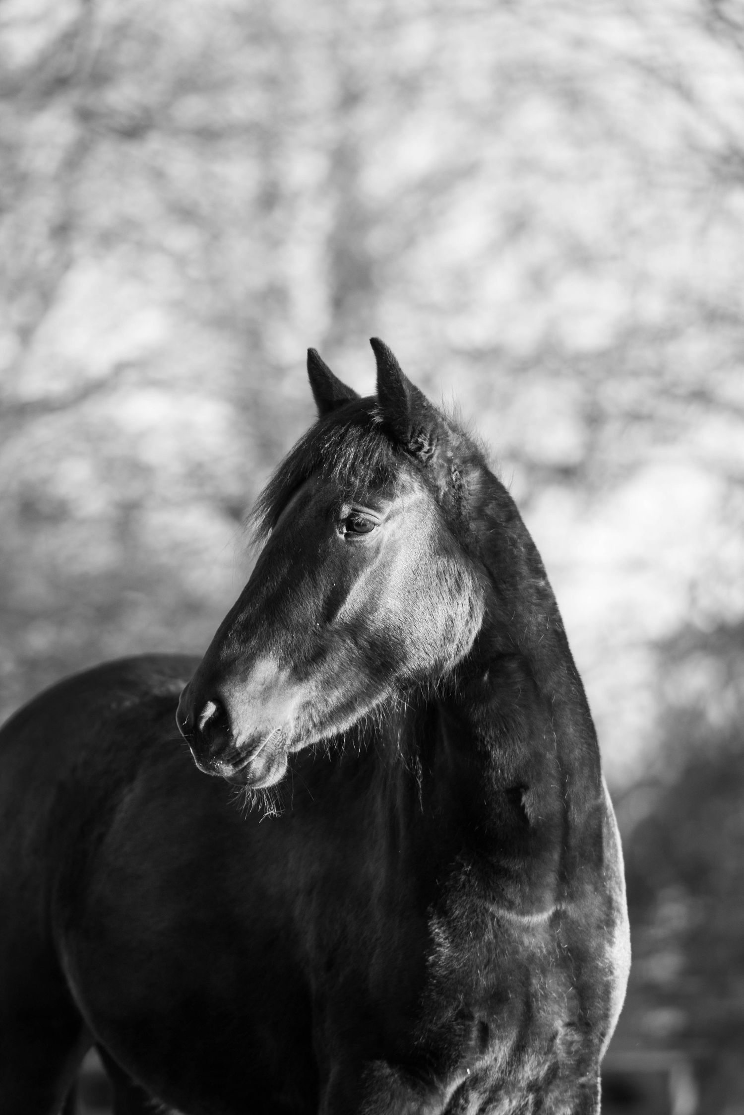 Striking black and white portrait of a dark horse against a blurred winter tree backdrop.